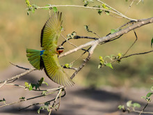 An Adult White-fronted Bee-eater (Merops Bullockoides), Taking Flight In Chobe National Park, Botswana