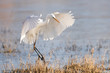 Great white egret landing