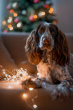 Fototapeta Dmuchawce - dog breed spaniel with a Christmas tree sits on a sofa