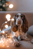 Fototapeta Dmuchawce - dog breed spaniel with a Christmas tree sits on a sofa