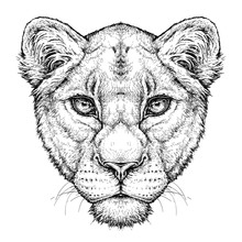 Hand Drawn Portrait Of Lioness. Vector Illustration Isolated On White