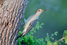 Golden-fronted Woodpecker (Melanerpes Aurifrons) On Tree In South Texas, USA