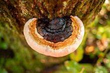 Turkey Tail Mushroom On Tree