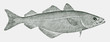 Saithe pollock pollachius virens, highly commercial food fish from Eastern Atlantic Ocean