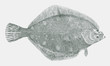 Rock sole lepidopsetta bilineata, flatfish from the north Pacific Ocean in top view