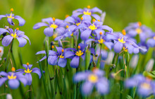 Bunch Of Blooming Sisyrinchium Or Blue-eyed Grass. Springtime In Texas Hill Country When Wildflowers Are Blooming. Soft Focus, Shallow Depth Of Field, Dreamy Edit.