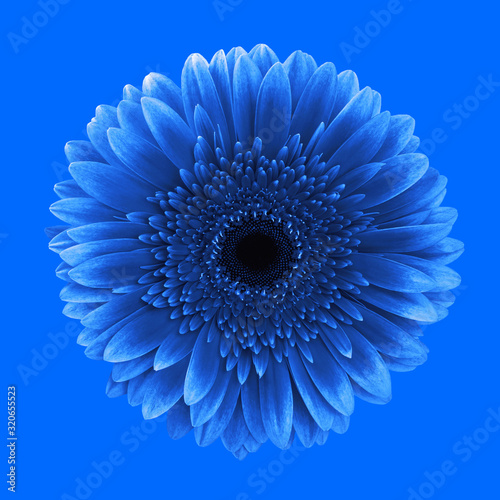 Blue gerbera daisy flower classic background © LiliGraphie