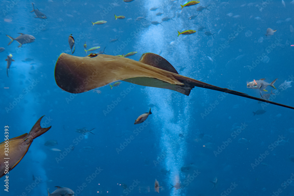 Smooth Ray Sting ray swimming underwater. The short-tail stingray or smooth ...