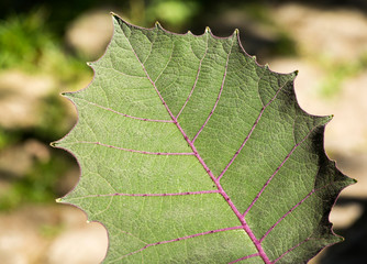 Wall Mural - Solanum quitoense - Leaf of the lulo fruit plant