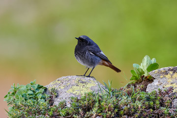 Canvas Print - Small bird on a rock