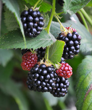 On The Branch Ripen The Blackberries (Rubus Fruticosus)