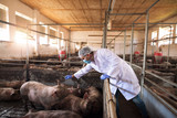 Fototapeta  - Portrait of veterinarian in white protective suit with hairnet and mask standing in pig pen touching domestic animals at pig farm.