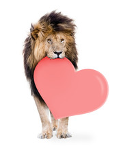 Lion Carrying Valentines Day Heart