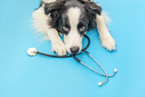 Fototapeta  - Puppy dog border collie and stethoscope isolated on blue background. Little dog on reception at veterinary doctor in vet clinic. Pet health care and animals concept