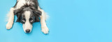 Funny studio portrait of cute smilling puppy dog border collie isolated on blue background. New lovely member of family little dog gazing and waiting for reward. Pet care and animals concept Banner