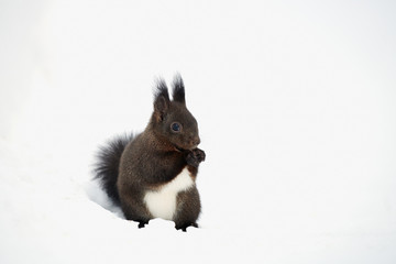 Wall Mural - eurasian red squirrel, sciurus vulgaris.