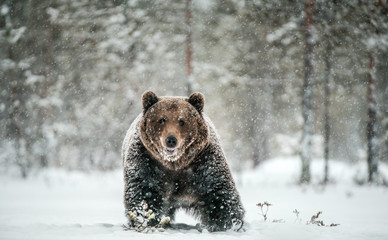 Poster - Adult Male of Brown  Bear walks through the winter forest in the snow. Front view. Snowfall, blizzard. Scientific name:  Ursus arctos. Natural habitat. Winter season.