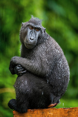 Wall Mural - The Celebes crested macaque. Green natural background. Crested black macaque, Sulawesi crested macaque, sulawesi macaque or the black ape.  Natural habitat. Sulawesi Island. Indonesia.