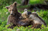 Fototapeta Sawanna - Brown Bear Cubs playfully fighting in summer forest. Scientific name: Ursus Arctos Arctos. Natural habitat.