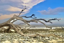 Dead Tree On The Beach