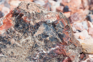 Wall Mural - Petrified Wood Detail