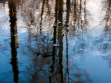 Fototapeta Kwiaty - Sky and Trees Reflected in Water