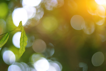 Sticker - closeup nature view of green leaf on blurred greenery background in garden with copy space using as 