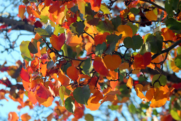 Autumn Leaves (CA 07781)