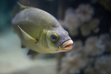 Wall Mural - Beautiful swimming fish at Monterrey Bay Aquarium
