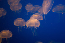 Beautiful Jellyfish Drifting At The Monterrey Bay Aquarium 