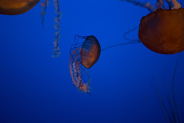 Wall Mural - Beautiful Jellyfish drifting at the Monterrey Bay Aquarium 