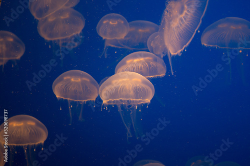 Fotomural Beautiful Jellyfish drifting at the Monterrey Bay Aquarium