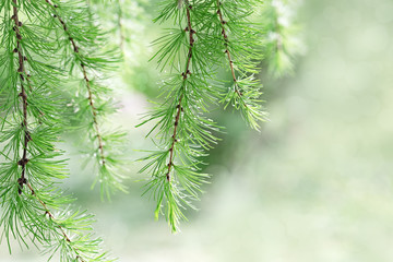 Fir tree branches close up. Nature environmental background from green pine branches with soft needles. Christmas wallpaper concept. Selective focus. Copy space.