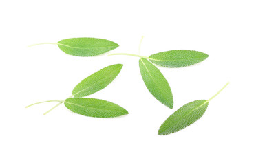 Sage leaves isolated on white background