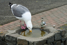 Seagull At The Drinking Fountain (OR 00379)