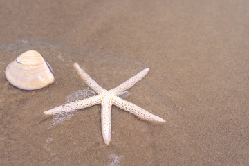 Starfish on sandy beach in summer with sea background