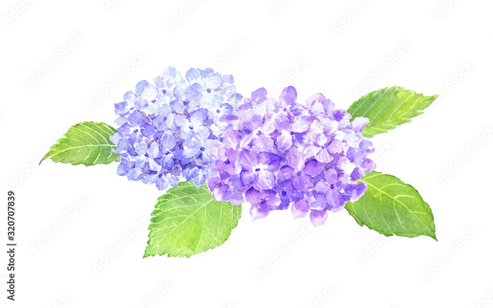 あじさい 水彩イラスト Wall Mural Wallpaper Murals Miko