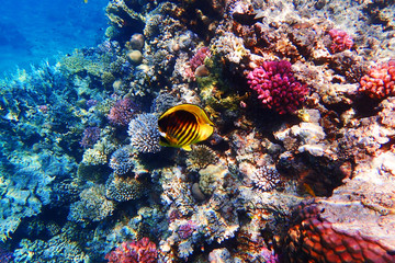 coral reef in Egypt