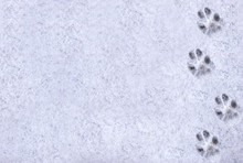 Interesting Abstract White Background With Footprints Of A Cat Or Dog Paws On The Snow. Care For Pets In The Winter, In Cold Weather.