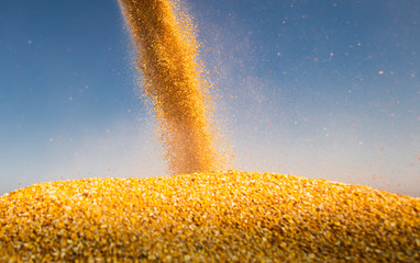 Wall Mural - Unloading corn maize seeds.