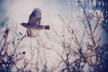 Double exposure image of forest elements and a flying bird. Film like abstract picture of Spring concept.