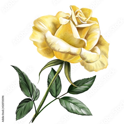 Flower Rose Yellow With Green Leaves Art Illustration Painted With Watercolors Isolated On White Background Buy This Stock Illustration And Explore Similar Illustrations At Adobe Stock Adobe Stock