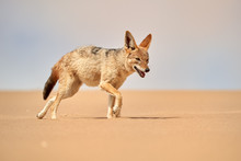 Isolated African Black Backed Jackal, Canis Mesomelas, Hunting On  The Sand Dune. Low Angle, African Wildlife Photography Theme, Traveling Dorob National Park, Namibia.