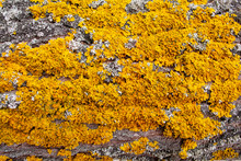 Background Of Tree Bark With Yellow Fungus