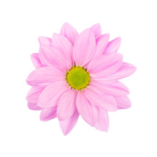 Light Pink Daisy, Chamomile Or Chrysanthemum With Yellow Flower Core Macro Photo Isolated .