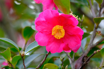 christmas camelia