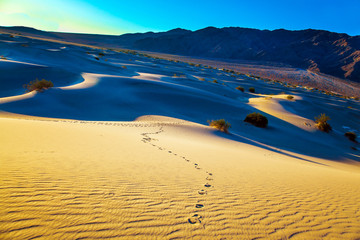 Poster - The chains of footprints in the sand dunes