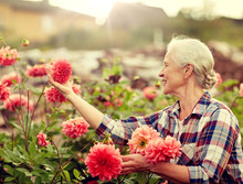Farming, Gardening And People Concept - Happy Senior Woman With Flowers Blooming At Summer Garden