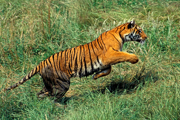 Wall Mural - TIGRE DU BENGALE panthera tigris tigris