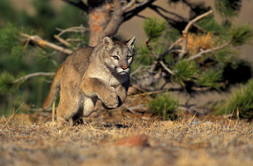 Wall Mural - puma puma concolor